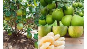 Pomelo