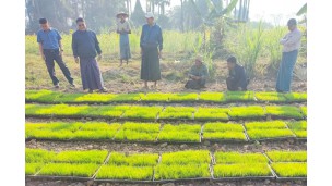 နွေစပါးစိုက်ခင်းတွင် ကောက်စိုက်စက်ဖြင့်စိုက်ပျိုးမှု လက်တွေ့ပြသရန်အတွက် ပျိုးဗန်းများဖြင့် ပျိုးထောင်ထားရှိမှုအား ကွင်းဆင်းလမ်းညွှန်