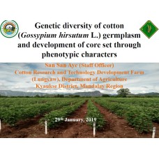 Genetic diversity of cotton (Gossypium hirsutum L.) germplasm and development of core set through phenotypic characters