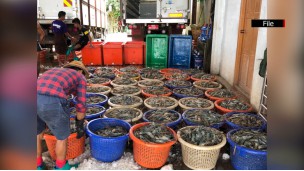 ပြီးခဲ့သည့်၁၀လအတွင်း (ဧပြီ-ဇန်နဝါရီ) မြန်မာ့ပုစွန် တန်ချိန် ၉,၀၀၀ တင်ပို့