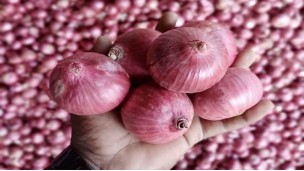 ရာသီဥတုနှင့်စစ်ပွဲစိန်ခေါ်မှုများကြောင့် အိန္ဒိယကြက်သွန်နီတင်ပို့မှုများ နှစ်ဆကျဆင်းလျက်ရှိ