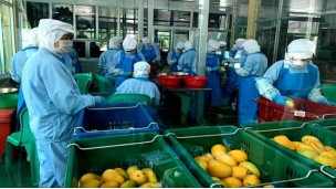 ဘီလာရုစ်နိုင်ငံသည် မြန်မာ့သရက်သီးနှင့် ထွက်ကုန်များကို တင်သွင်းရန် စိတ်ဝင်စား