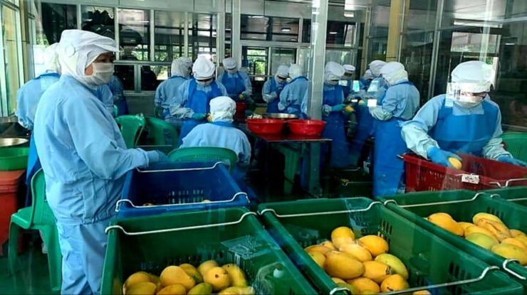 ဘီလာရုစ်နိုင်ငံသည် မြန်မာ့သရက်သီးနှင့် ထွက်ကုန်များကို တင်သွင်းရန် စိတ်ဝင်စား