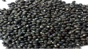 အိန္ဒိယသည် ပဲမျိုးစုံတင်သွင်းခွင့် မူဝါဒကို ၂၀၂၇ မတ်လအထိ သက်တမ်းတိုးခဲ့