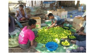 This year’s market sees good price for Taiwan strain plums