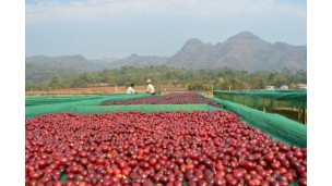 မြန်မာနိုင်ငံသည် ယခုကော်ဖီရာသီတွင် ကော်ဖီတန်ချိန် (၄၅၀) မှ (၅၀၀) တင်ပို့မည်ဖြစ်ကြောင်း