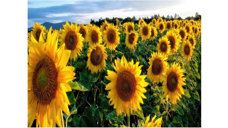 Sunflower seeds flooding Mandalay market in pre-Thingyan holidays