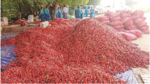 New chilli pepper enters Yangon market with wholesale price of K10,000 per viss