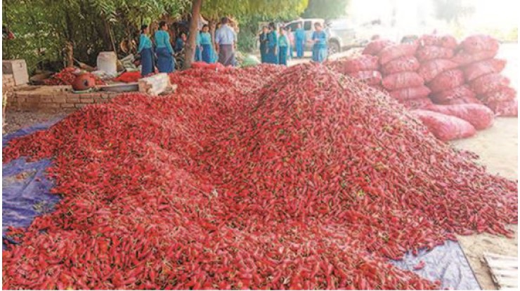 New chilli pepper enters Yangon market with wholesale price of K10,000 per viss