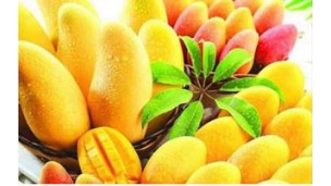 Seintalone mango fetches 120-180 Yuan per 16-kg basket