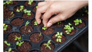 USDA Grants $7.5 Million to Support Urban Agriculture and Tackle Food Insecurity