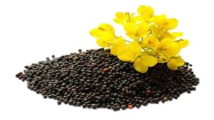 Mustard seed fetching higher prices marketable in Mandalay