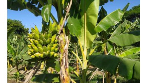 Pheegyan banana fetches good prices in NyaungU Tsp
