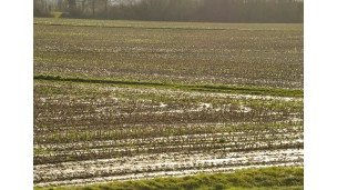 EU winter wheat crop gets off to slow start