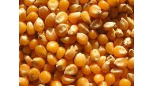 Strong demand by feedstuff factories elevates corn price