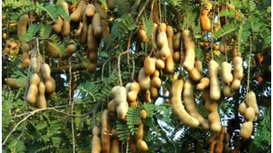 Tamarind market sees late harvest season