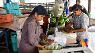 India aims at $1 billion fresh banana exports in next 5 years