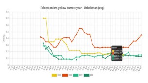 Onion prices in Uzbekistan continue to decline