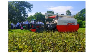 Prices of black gram, pigeon pea on upward trajectory amid high demand from India, China