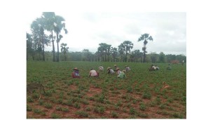 Abundant supply of peanut pushes down peanut oil price to K12,000 per viss
