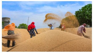 India Government exports wheat worth Rs 11,728.36 crore during Apr-Jan of this fiscal