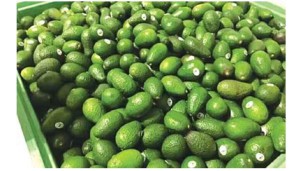 Avocado fetches handsome price in domestic market