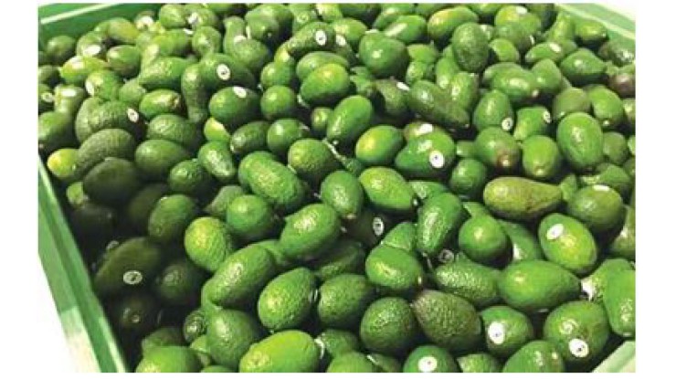 Avocado fetches handsome price in domestic market
