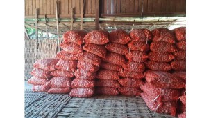 Onion prices in Yangon market remain high unlike other regions