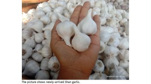 Price of newly arrived Shan garlic declines
