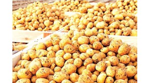 Potato arrivals from various regions cause price to fall in Yangon market