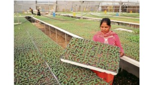 Punjab: Agri value chain gets a shot in the arm