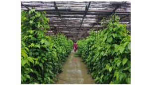 Low output of betel farms drives leaf price up