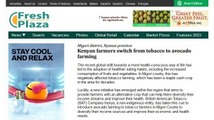 Kenyan farmers switch from tobacco to avocado farming