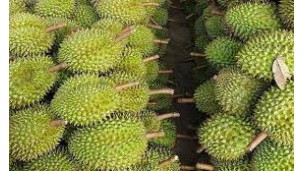 Thai durian exports to China are expected to surge