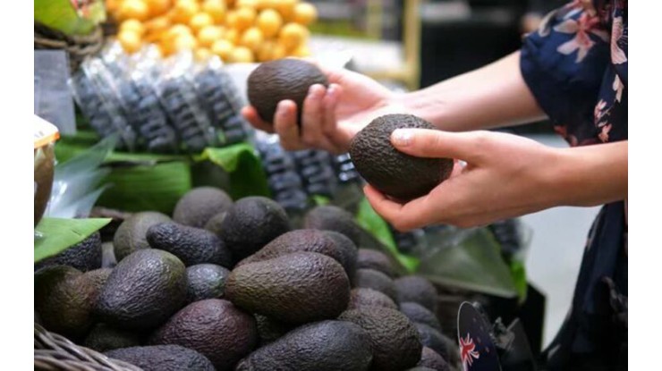 Myanmar to primarily export Hass avocados to Thailand this year