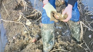 Potato farmers facing crop losses as harvest hit by waterlogged fields