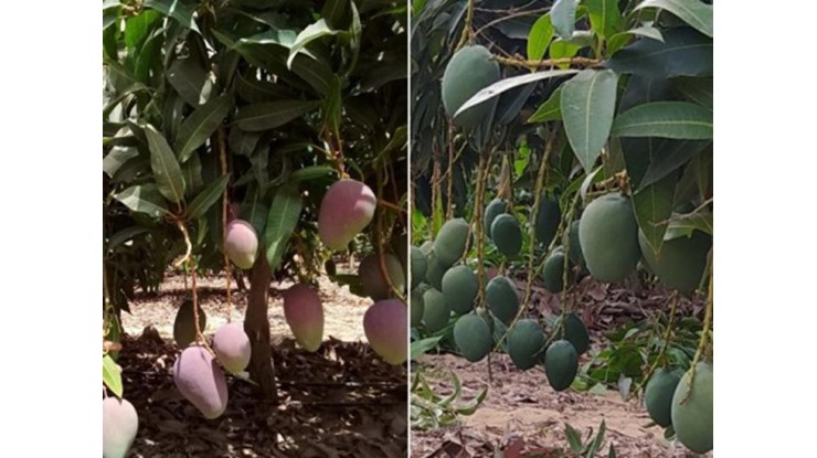 End of a good season for Egyptian mangoes