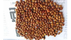 Price of pigeon peas falls by over K100,000
