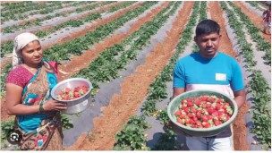 Sri Lanka to grow strawberries for export