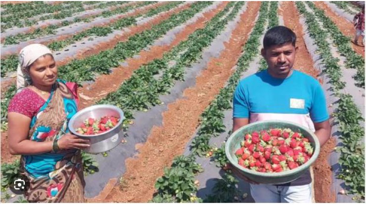 Sri Lanka to grow strawberries for export