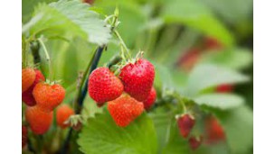 Climate change is affecting Egyptian fruit production