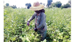 Price of new Pakokku green gram plunges