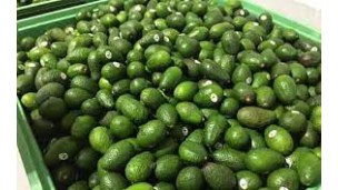 Avocado market sees high potential upon foreign demand, high prices