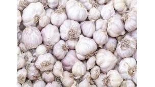 New Shan garlic variety enters Yangon market