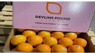 Rain hampers Australian citrus harvest