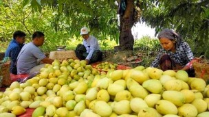 Premium export quality mangoes fetch above 100 Yuan per basket