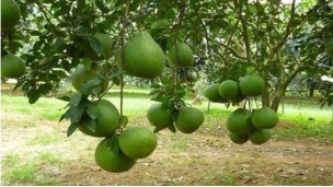 High logistics costs stymie Vietnam farm exports