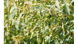 Pigeon pea price rebounds to above K3 mln per tonne