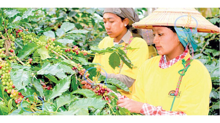 မြန်မာ့အရည်အသွေးကောင်းကော်ဖီသည် ကမ္ဘာ့ဈေးကွက်တွင် တစ်တန်လျှင်ကျပ် (၁၀)သန်းခန့် ရရှိနေ