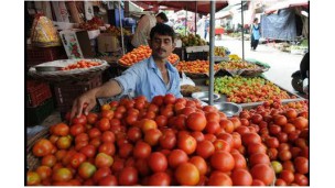 Agriculture commissioner orders regional reports on tomato plantation